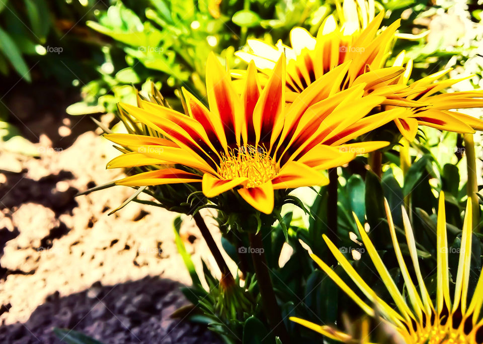 Beautiful Sun flower. lovely flowers
