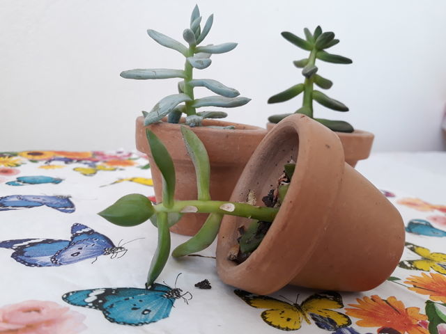 Mini garden.