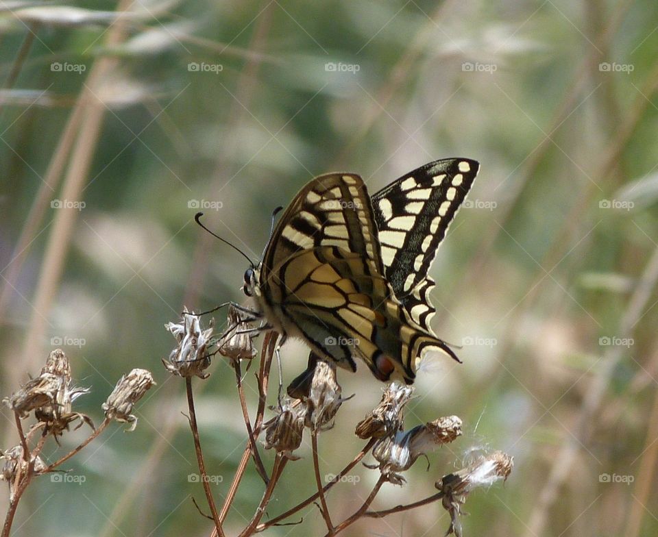 Machaon