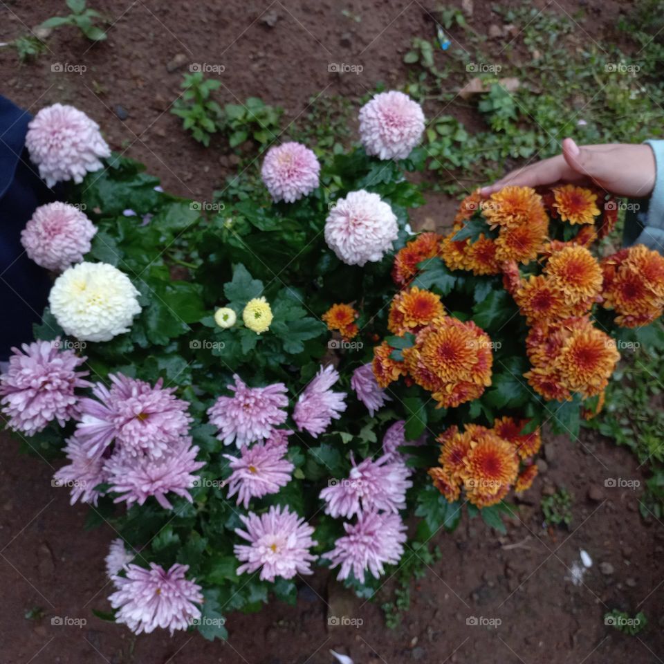 Chrysanthemum is a type of flowering plant that is often grown as an ornamental plant