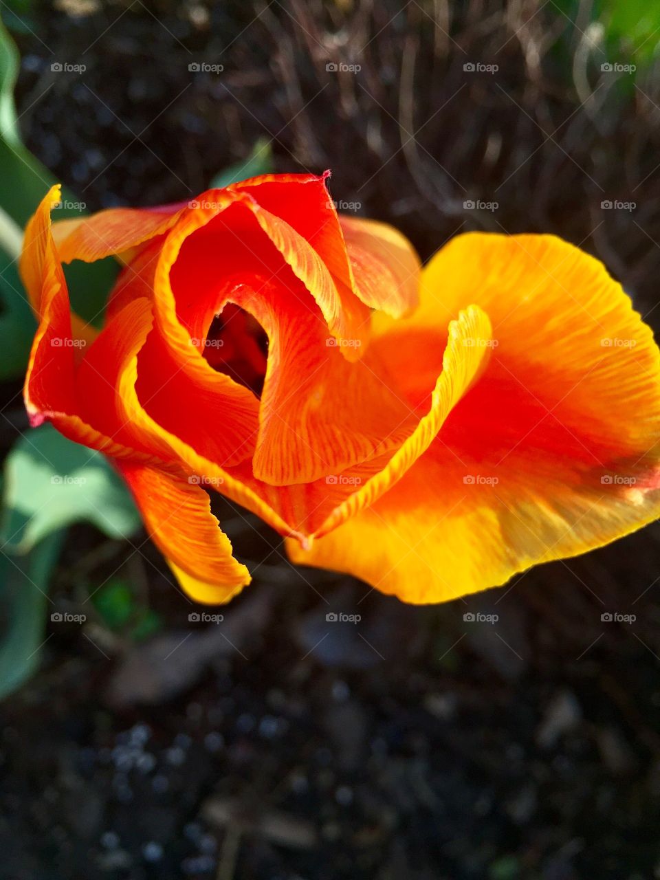 Orange Tulip 