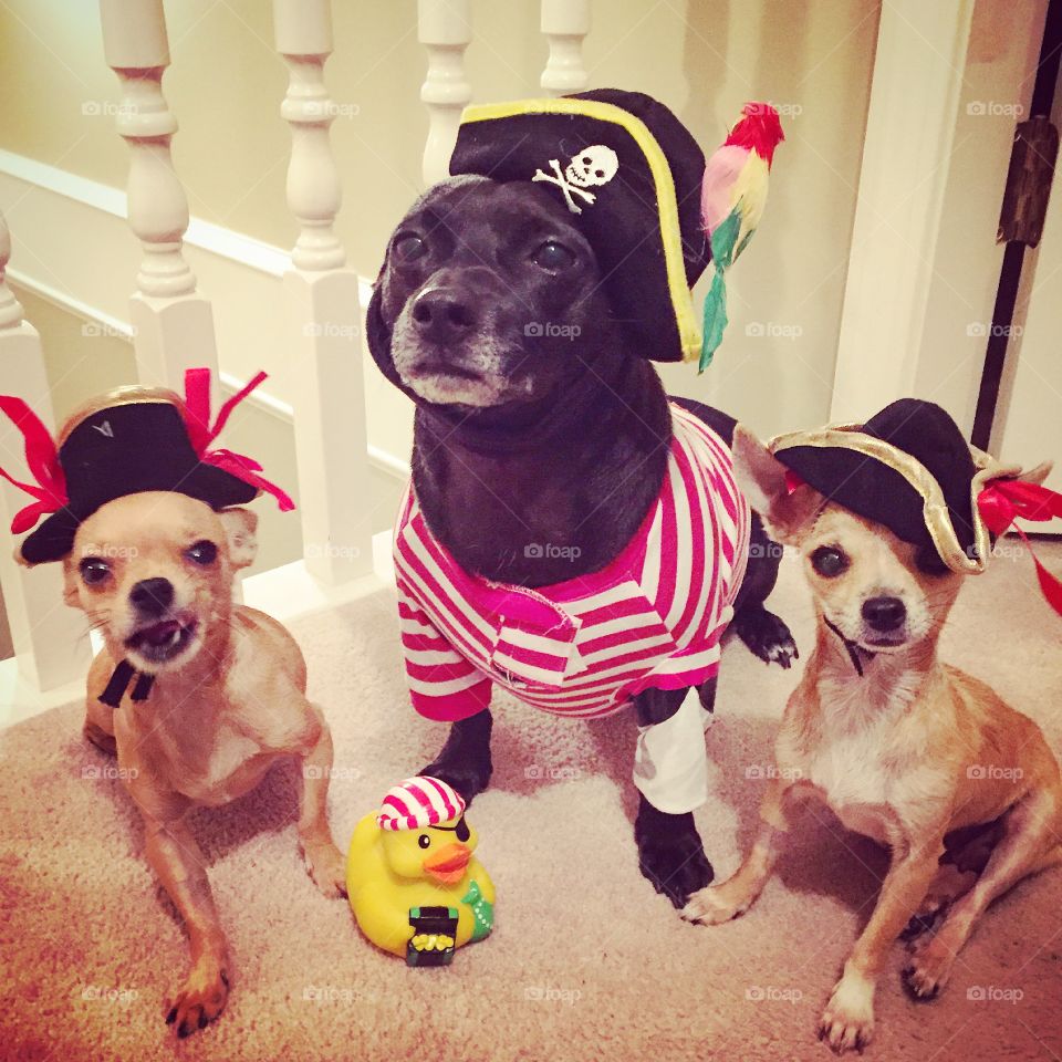 Dogs dressed in pirate clothing
