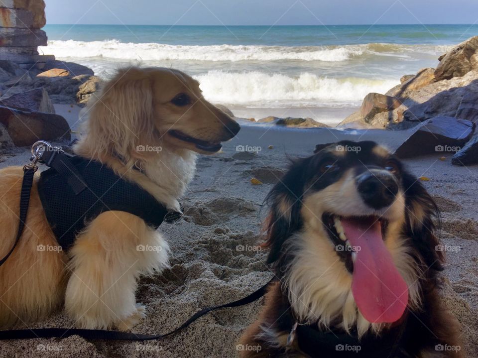 Happy Dogs on th Beach