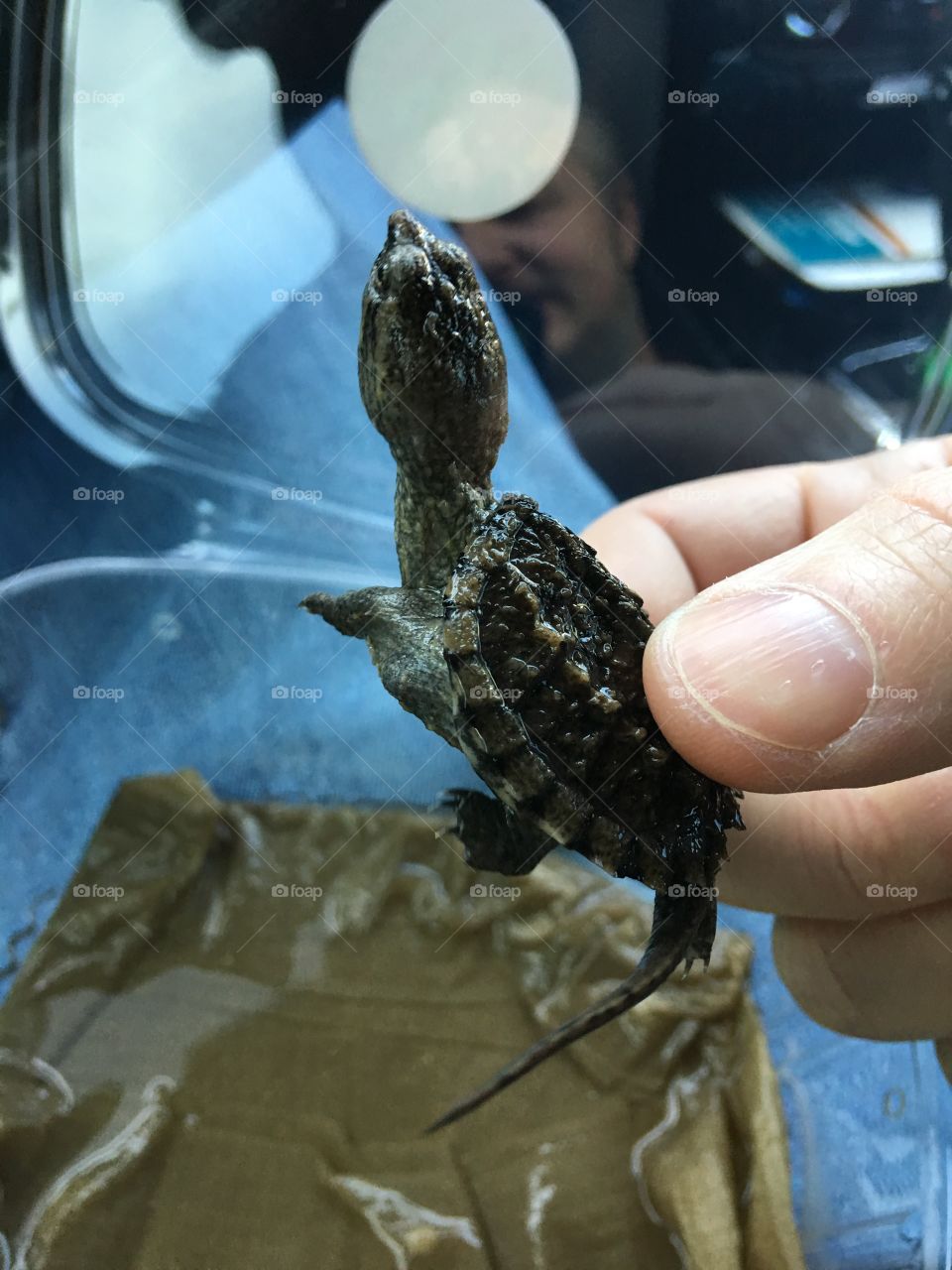 Baby snapper 