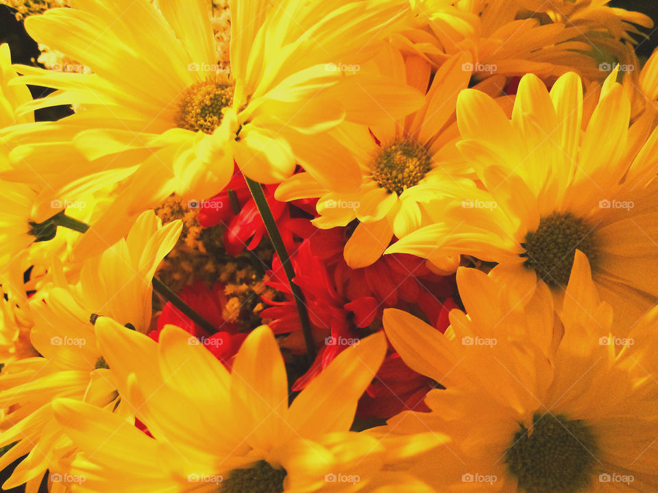Yellow Floral. Sunflower arrangement. iPhone.