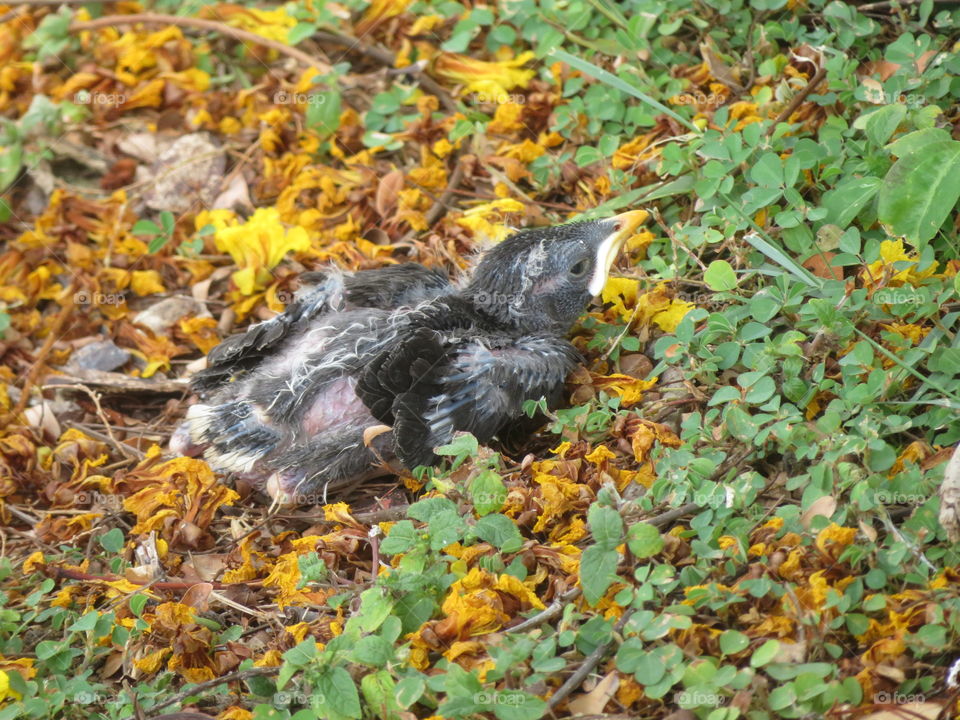 Baby mynah hiding in the grass