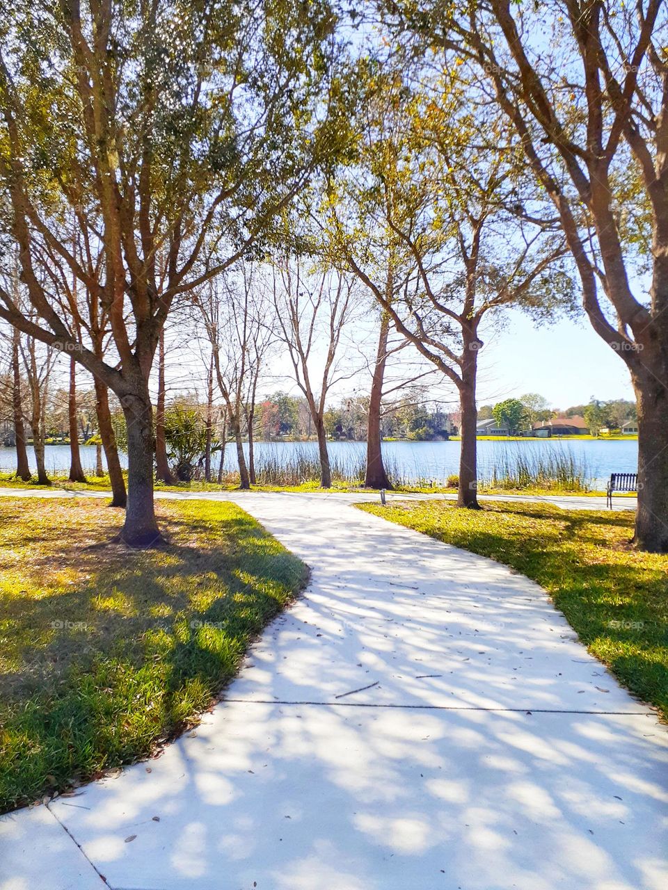 One of many beautiful treelined pathways at Secret Lake Park in Casselberry, Florida.