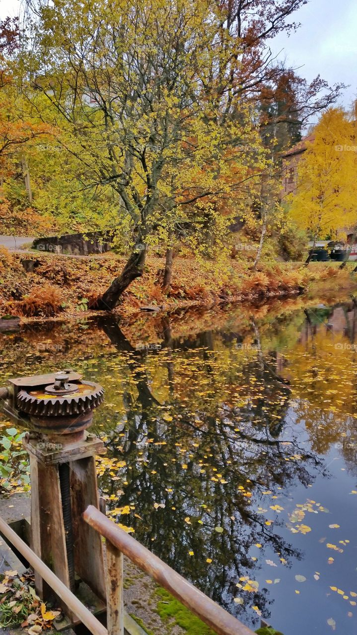 Autumn tree in Berger,  Norway