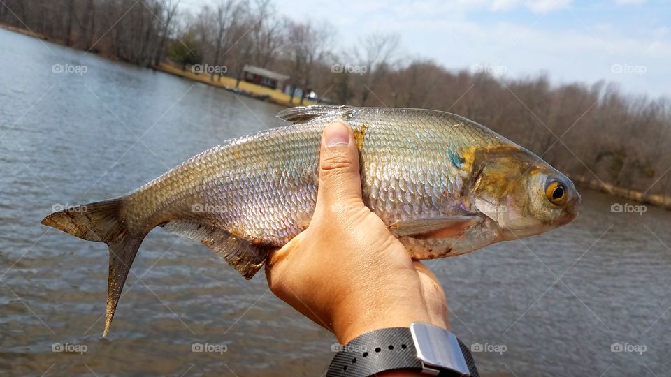 Holding a fresh fish