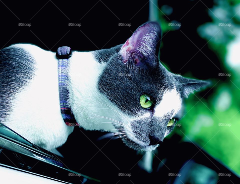 Eyes of a cat so pure and vibrant Green eyes