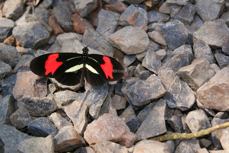 Butterfly . Butterfly 