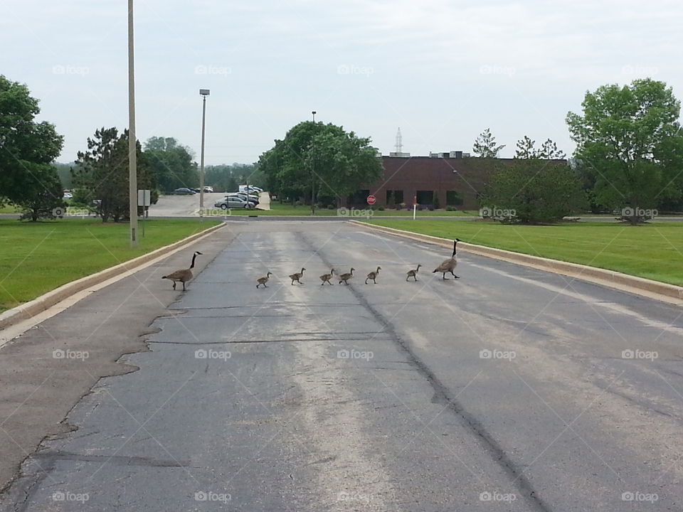 geese babies