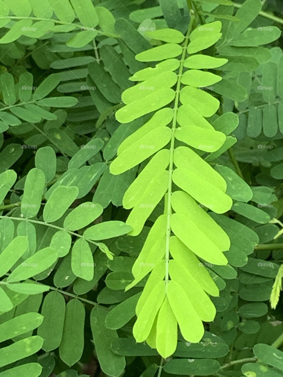 Portrait of a plant.