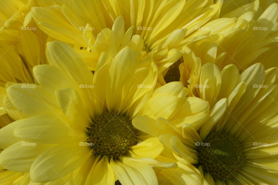 Yellow Daisies 