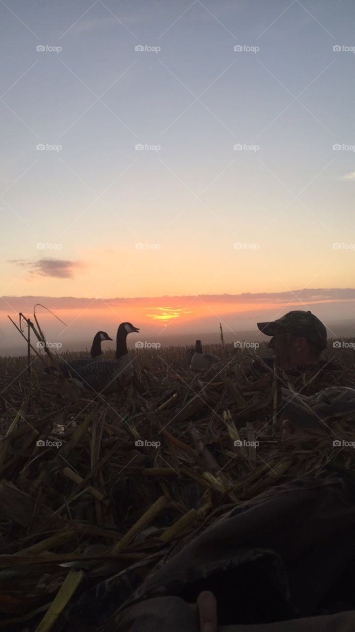 sunrise geese