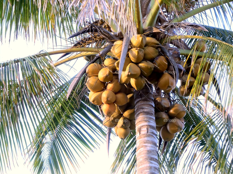 Coconut On Tree