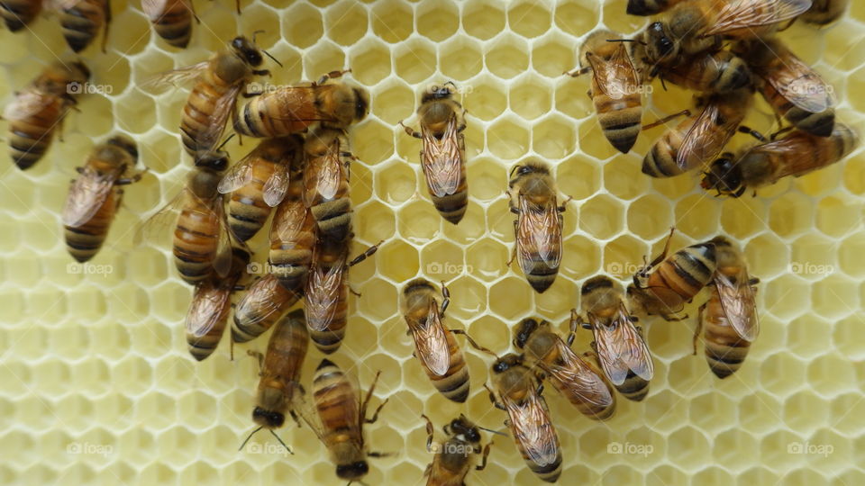Honey bees on beeswax honey comb