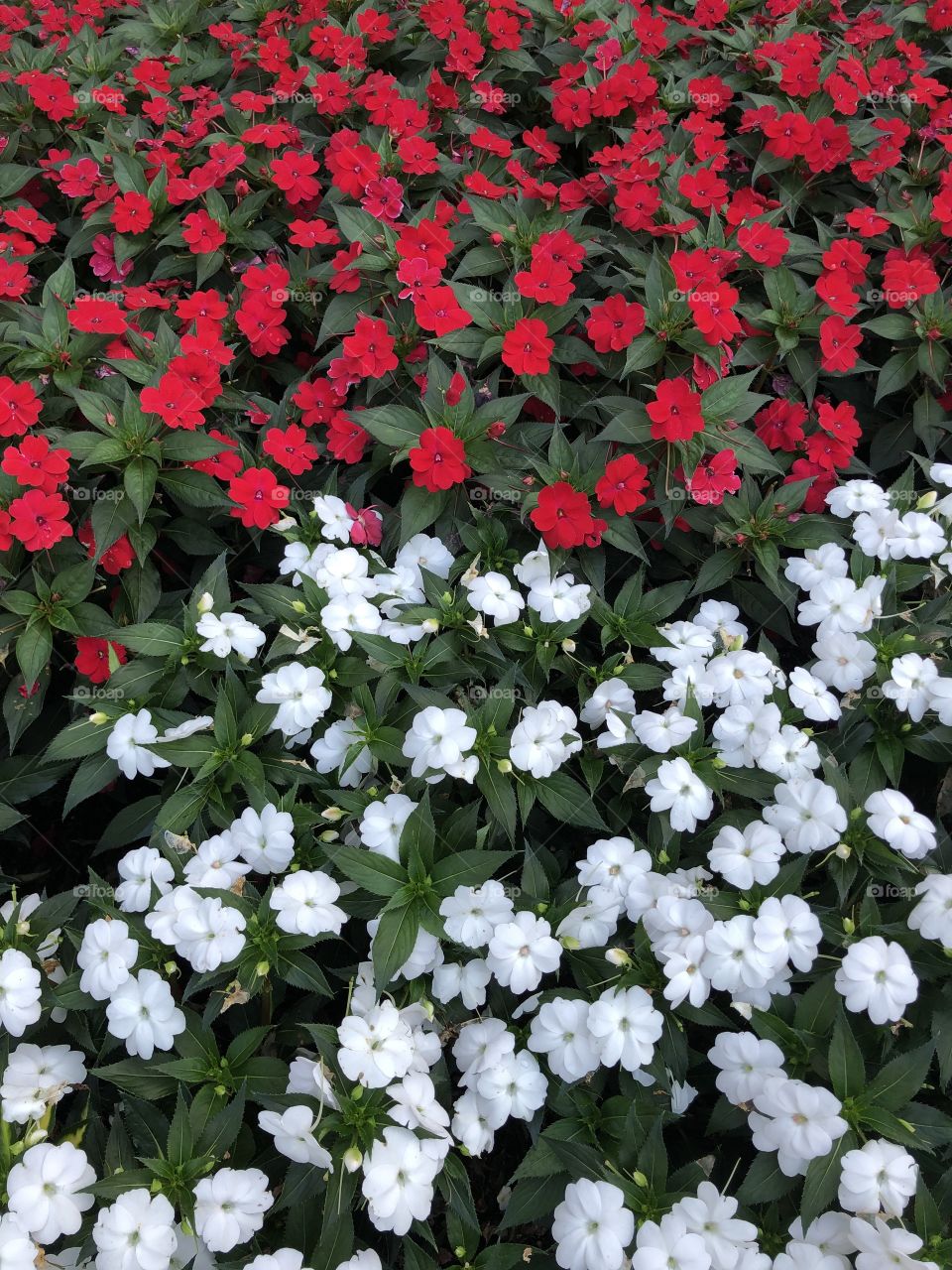 Red & White flower bed