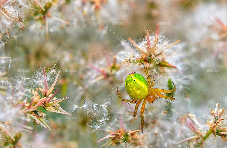 Nature in macro