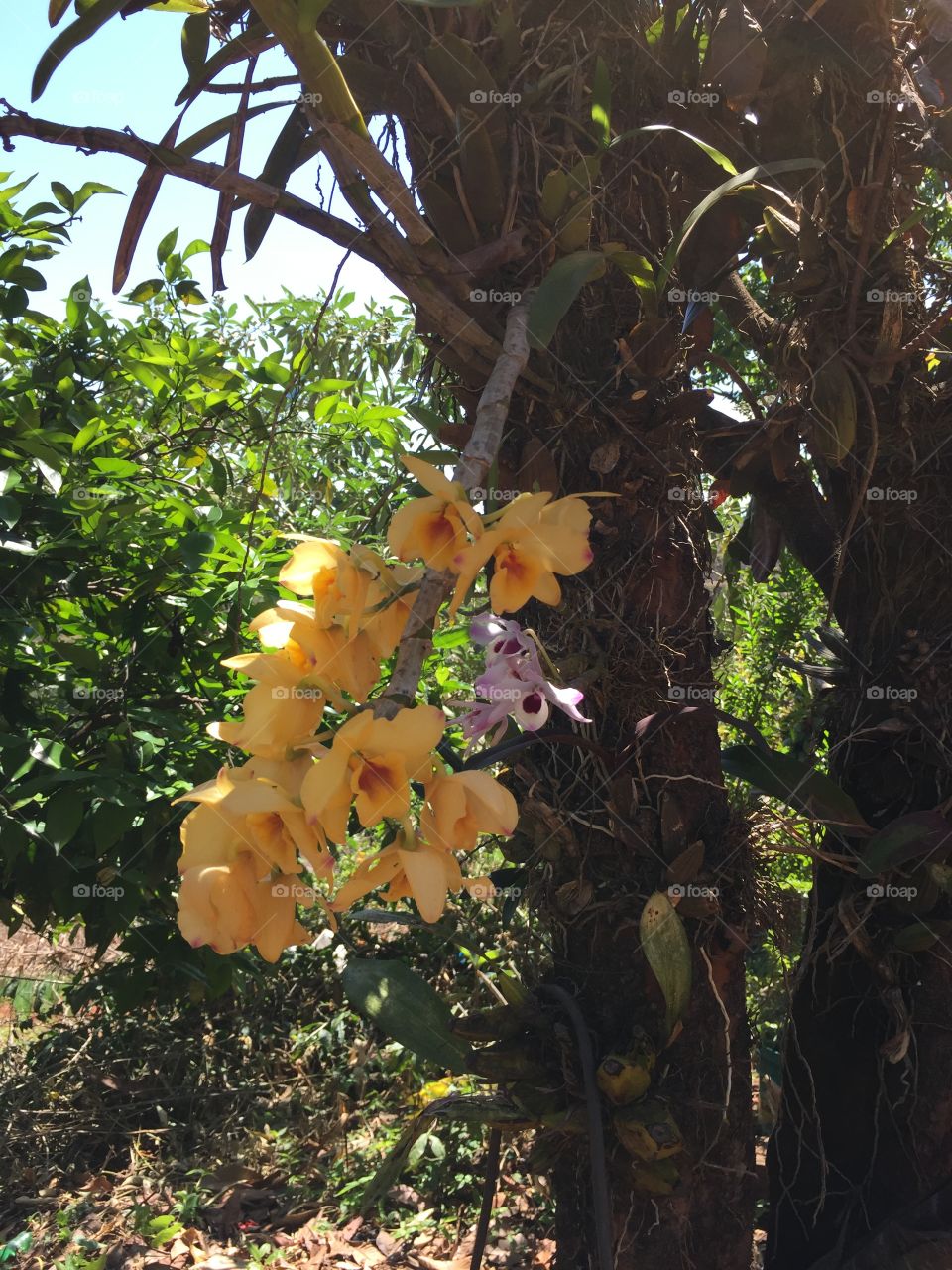 Orquídea beleza