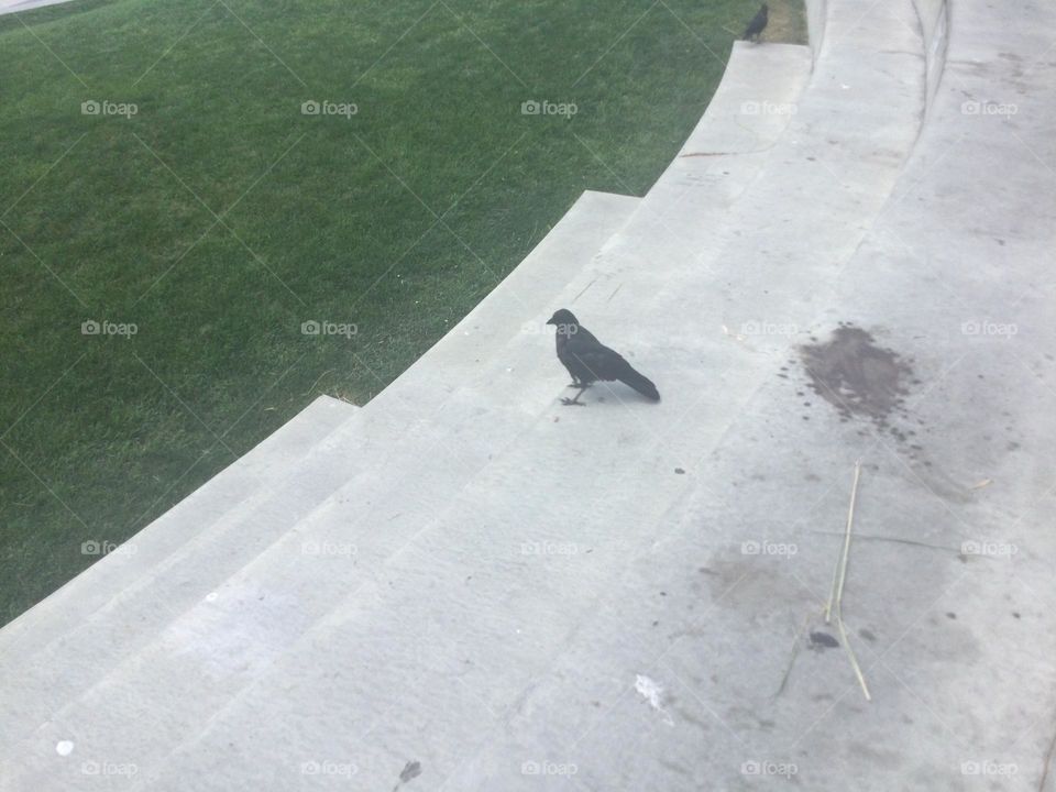 A Crow on the steps