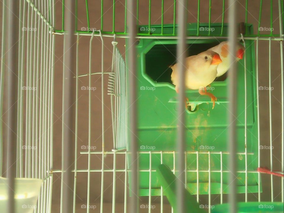  Colored birds inside the cage