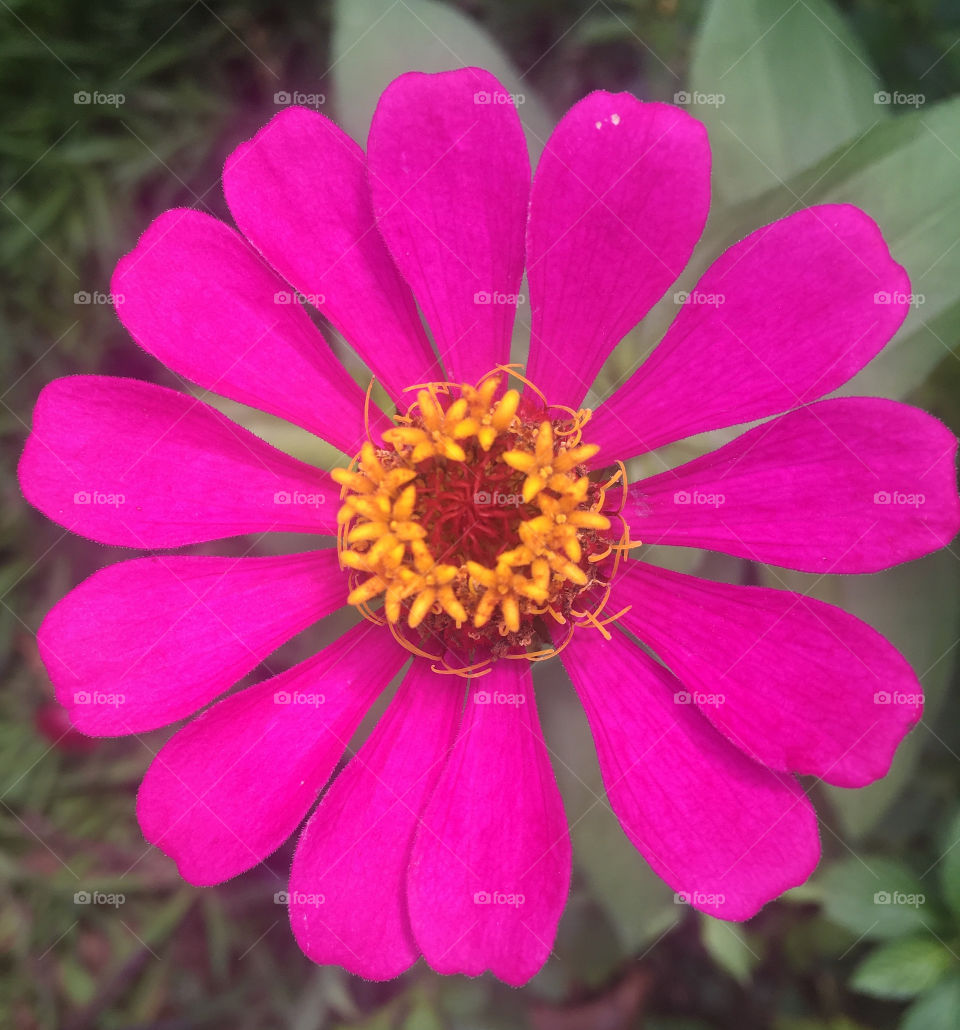 🌹 🇺🇸 Very beautiful flowers to brighten our day.  Live nature and its beauty. Did you like the delicate petals? / 🇧🇷 Flores muito bonitas para alegrar nosso dia. Viva a natureza e sua beleza. Gostaram das pétalas delicadas? 