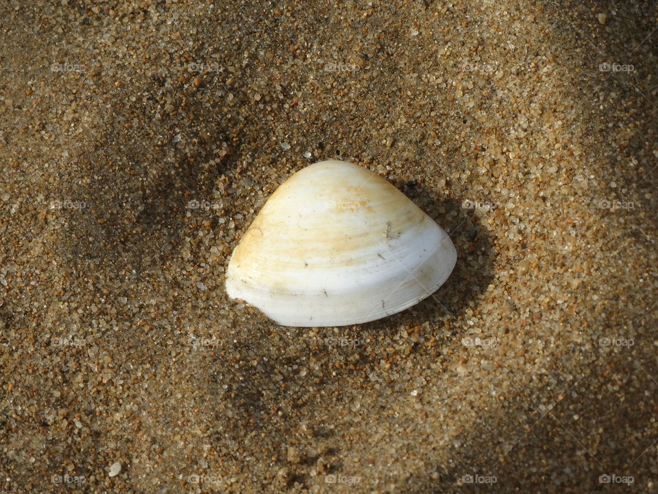 Lone shell