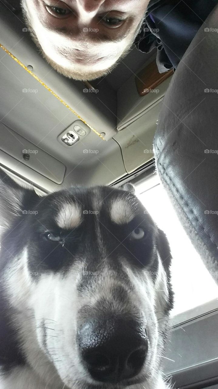 dog selfie, photo bombed!. Yukon the husky got photo bombed in their big rig.