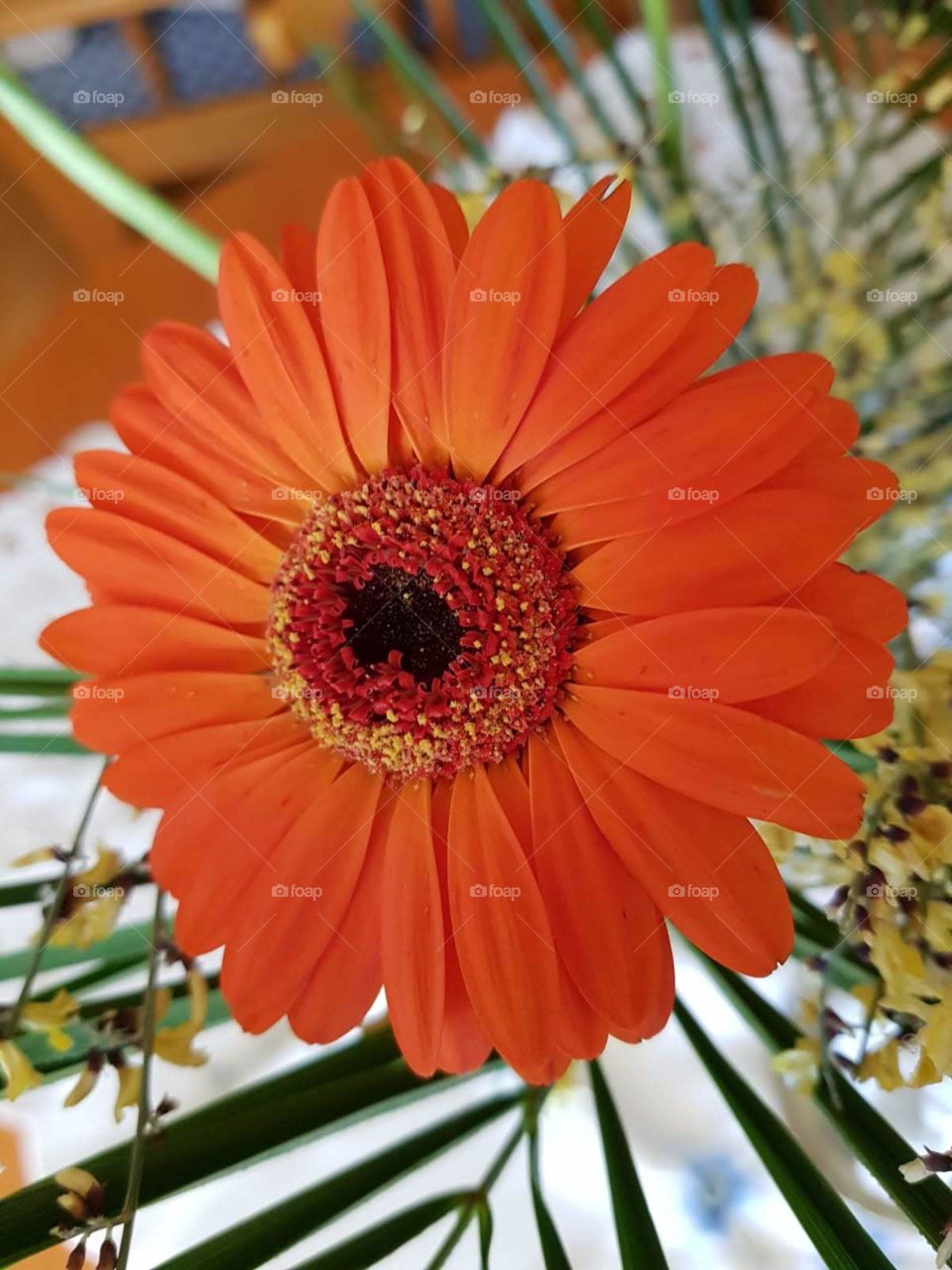 gerbera