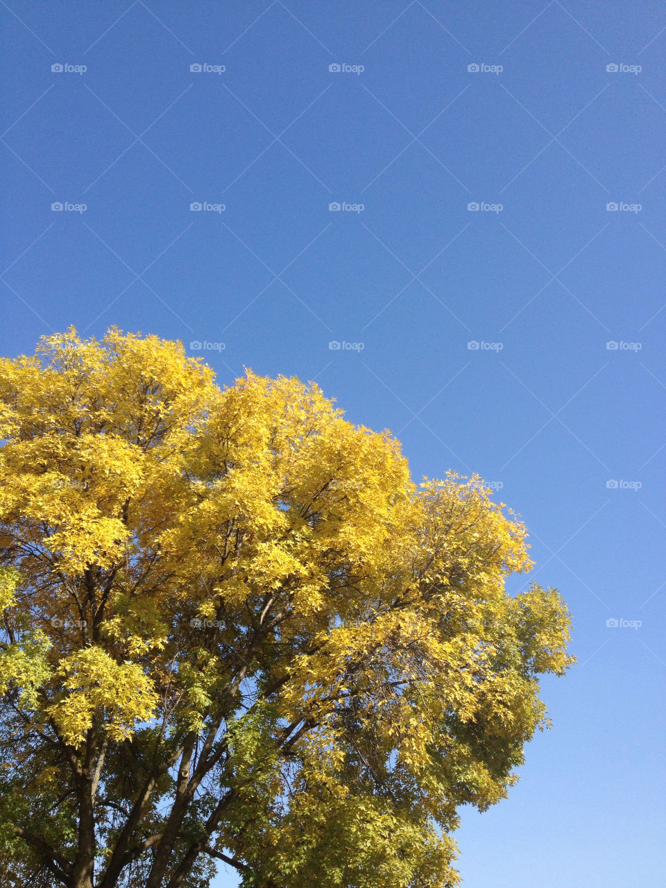 sky yellow blue trees by am0508