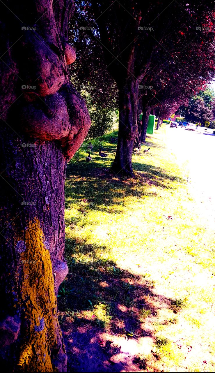 Trees ducks gras summer sun beautiful