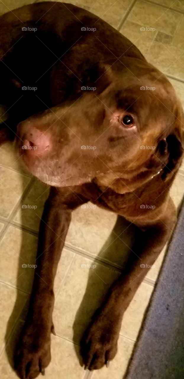 Brody being the best chocolate lab ever. He obeys commands like "lay down"
