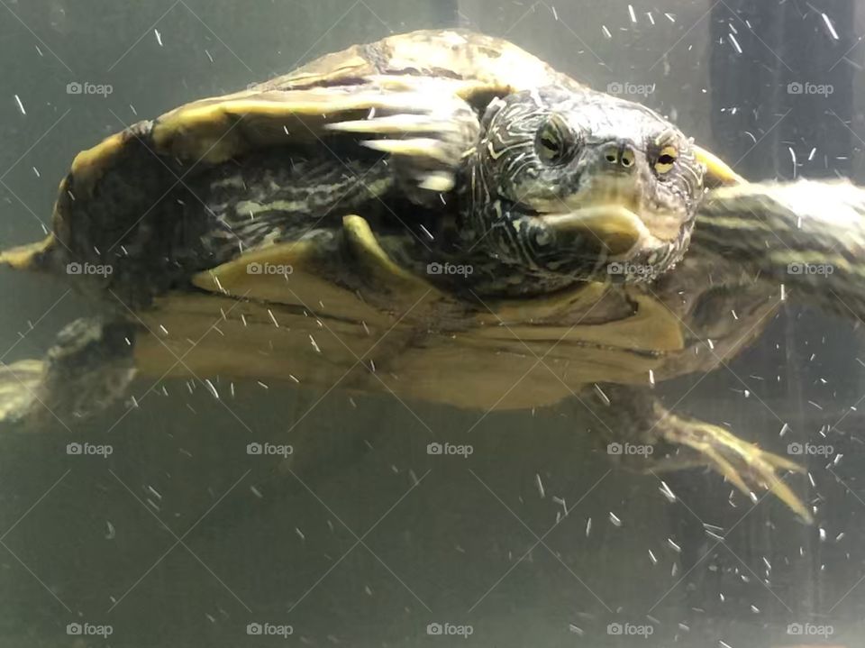 A map turtle