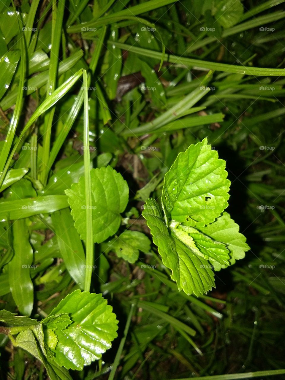 A mini Plant..