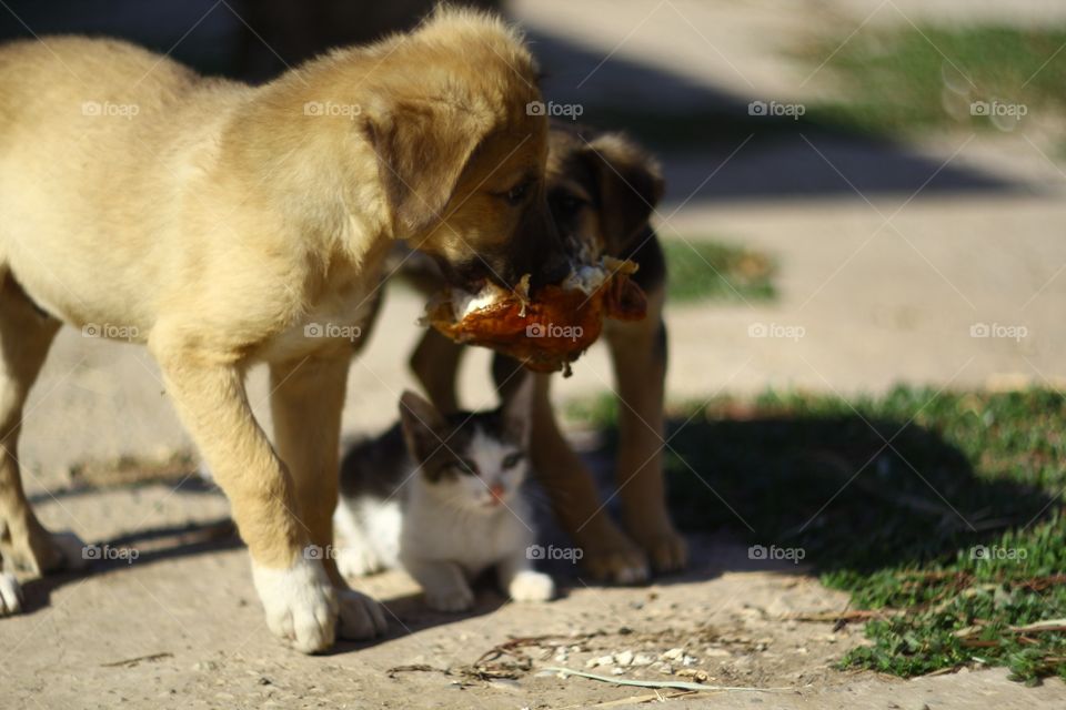 Dogs and cat