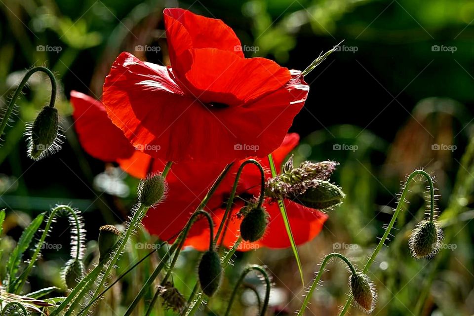 Close up on red poppies