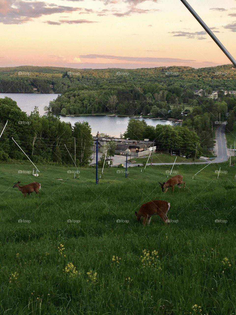 Deers at the valley 