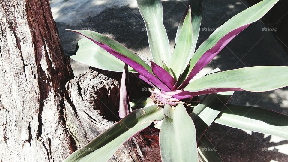 urban gardening