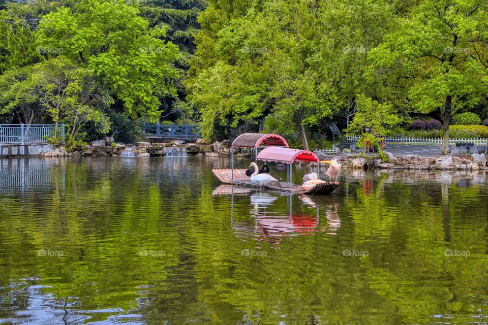 The swans on the boat .