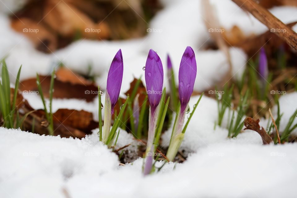 Crocus in the snow 