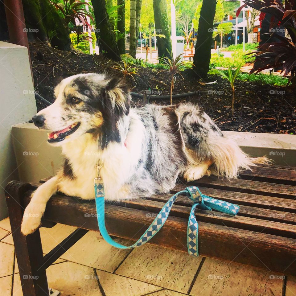 Australian Shepherd on the bench 