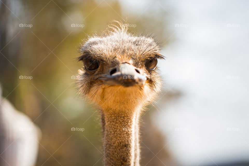 The look - close up image of ostrich face with eyes and eyelashes showing.