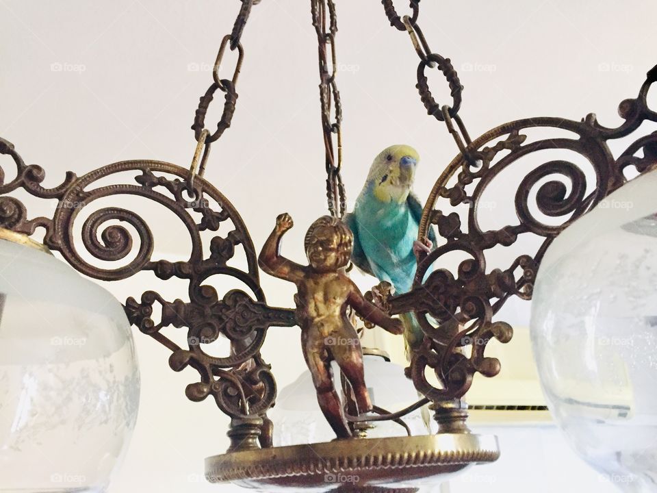 Parakeet on the top of the chandelier 