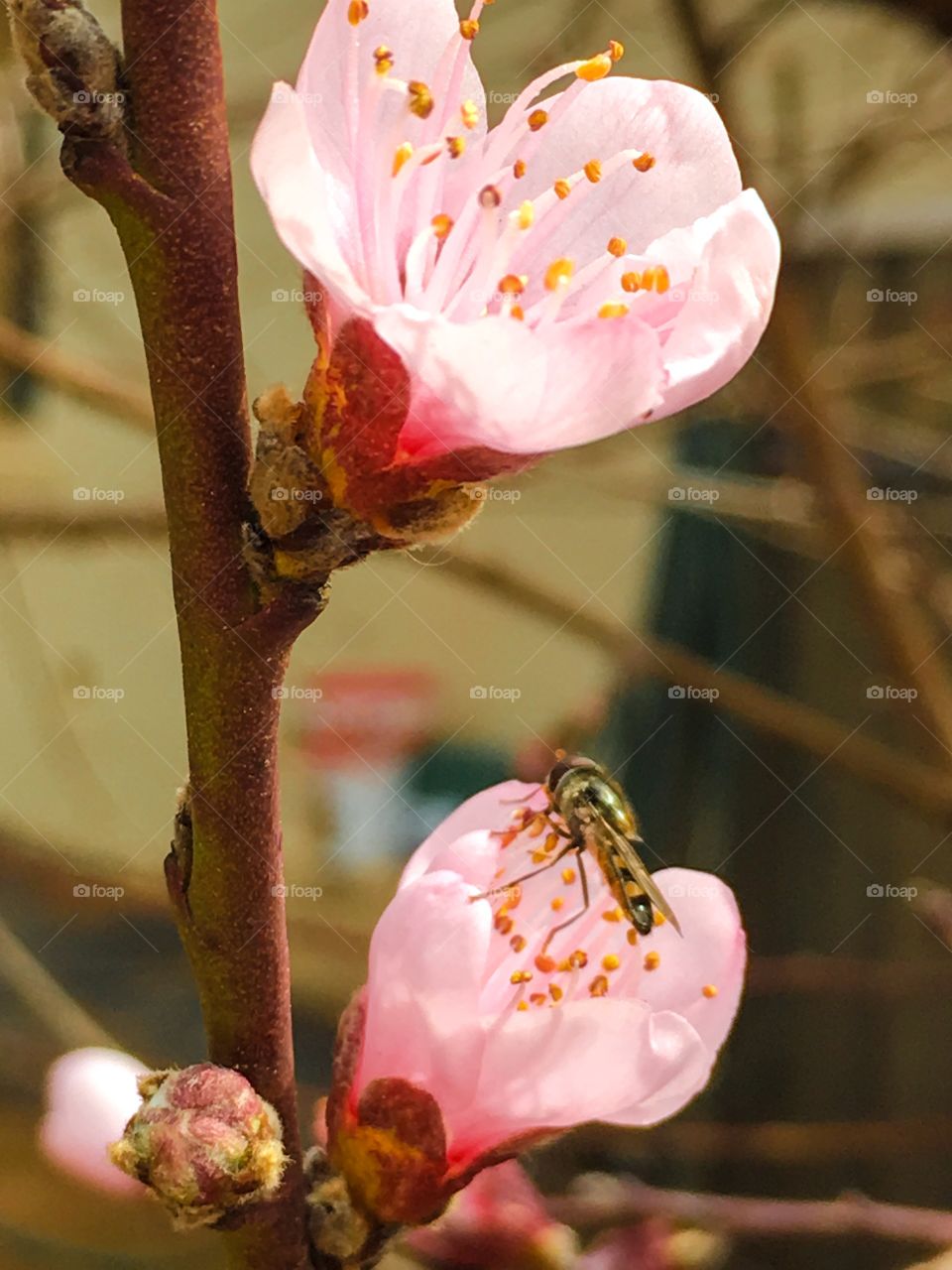 Bee collecting pollen from a pink blossom on a branch of a nectarine tree in Australia 