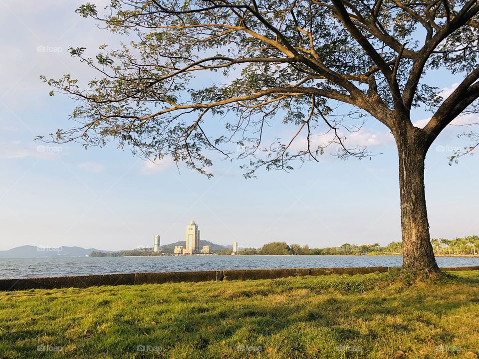 The image of Sabah Administrative Building background and lone tree foreground 