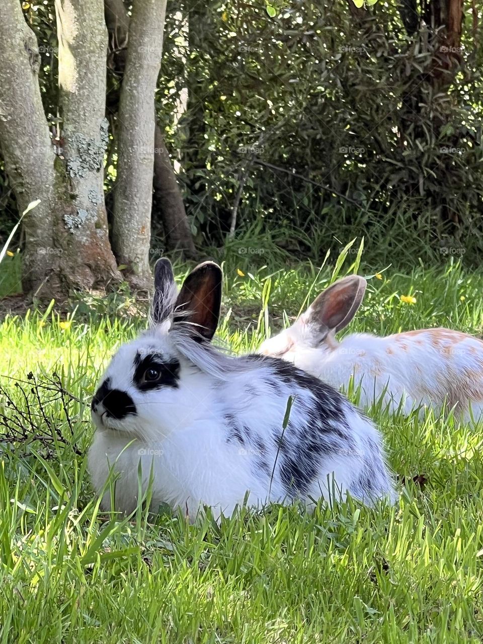Bunny in the garden