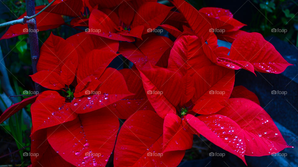 in Italian language this flower is called Christmas star. I don't know how is the name of this flower in English, but I think that is very wonderful flower and a very wonderful plant that give warm colour in my home