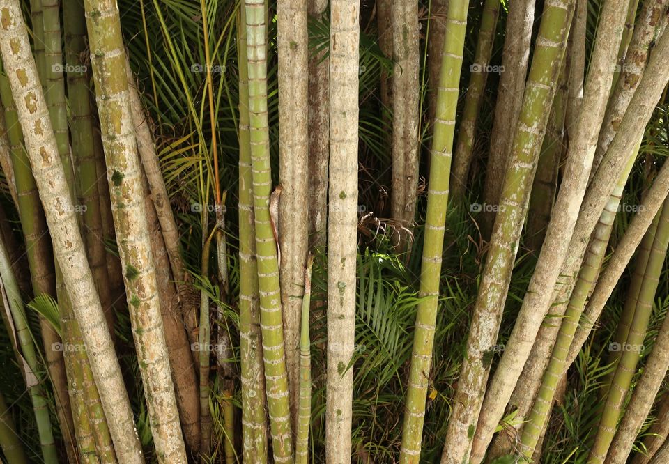 Bamboo