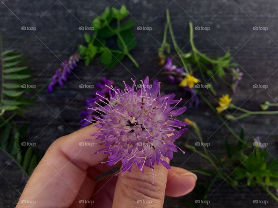 Human hand holding purple flower